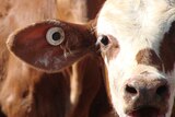 Cattle being sent to Indonesia are tagged on the ear to track them