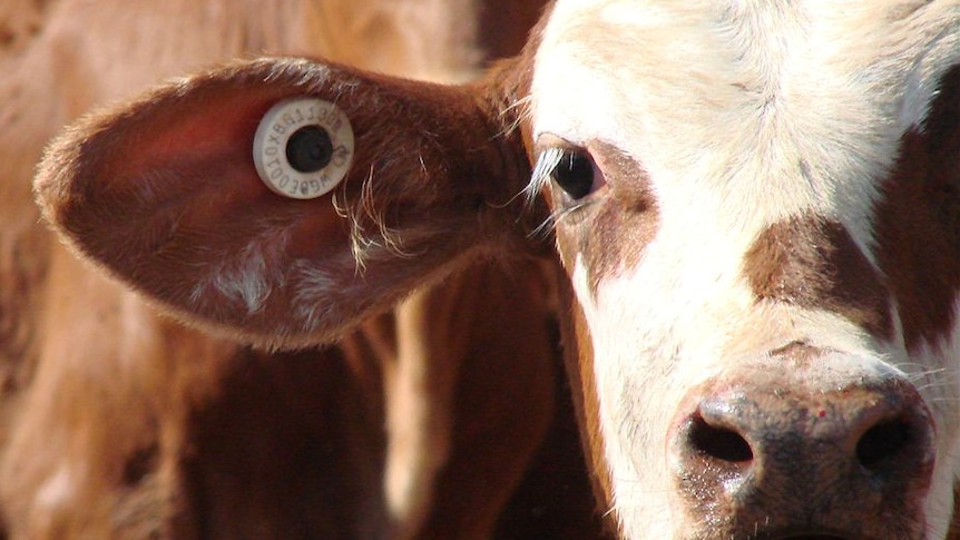Cattle being sent to Indonesia are tagged on the ear to track them