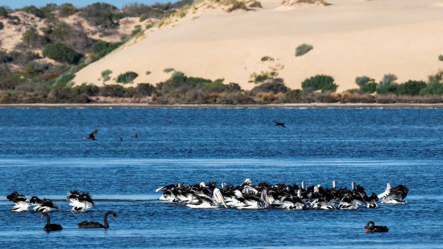 Pelicans and black swan swim on a blue lake with sandhills in the background