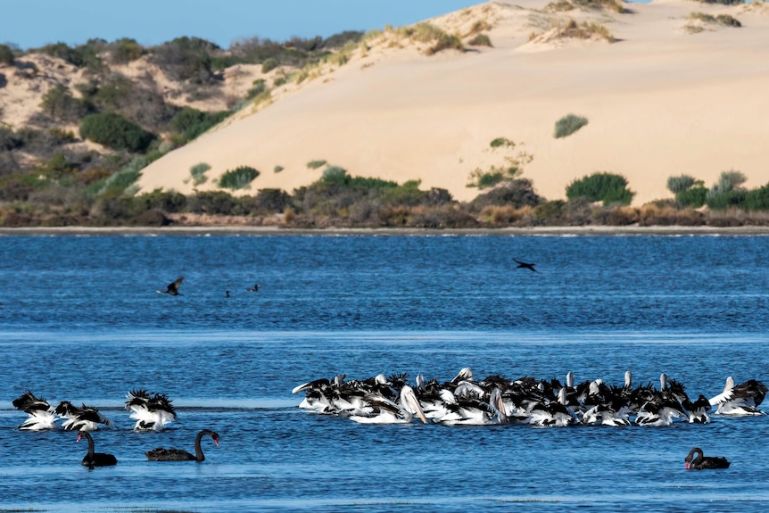 Pelicans and black swan swim on a blue lake with sandhills in the background