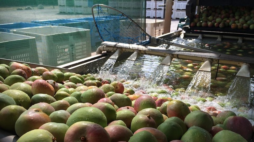 Mangoes getting a wash