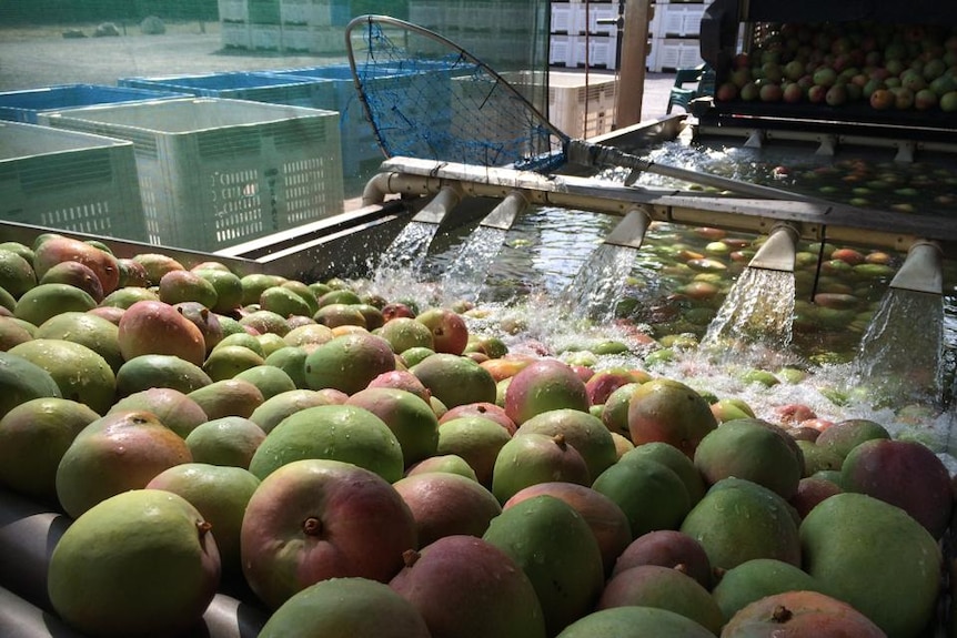 Mangoes getting a wash in a packing shed
