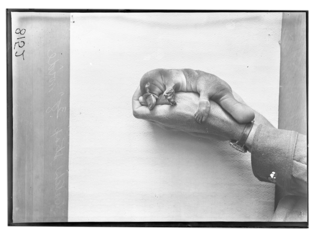 A black and white photo of a baby platypus in a person's hand.