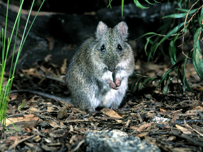 A Gilbert's potoroo in its native habitat near Albany