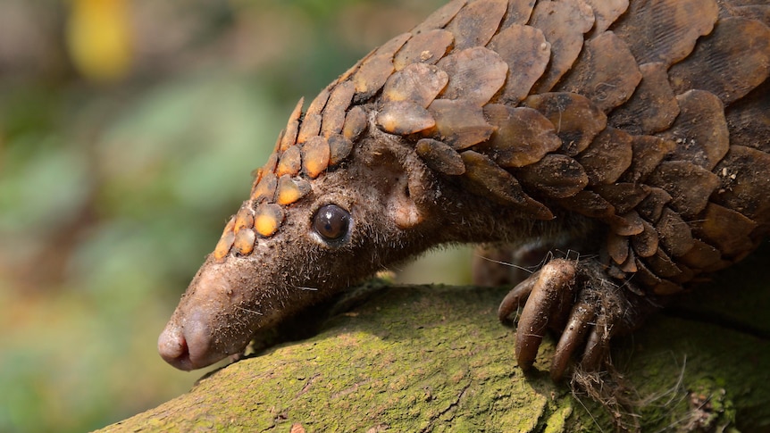 A close up of a small brown mammal covered in brown scales.