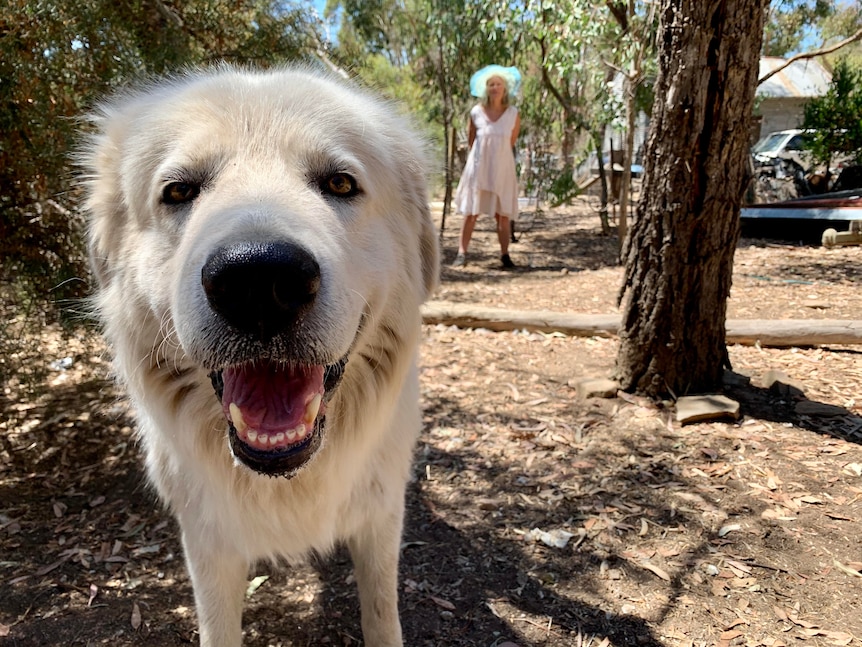 a big white dog is close up to the camera.