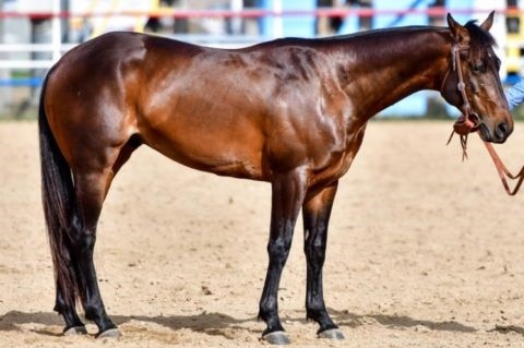 A mahogany bay coloured horse stands on a sandy surface with a bridle and no saddle.