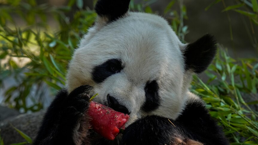 A panda chews on a red ice block. 