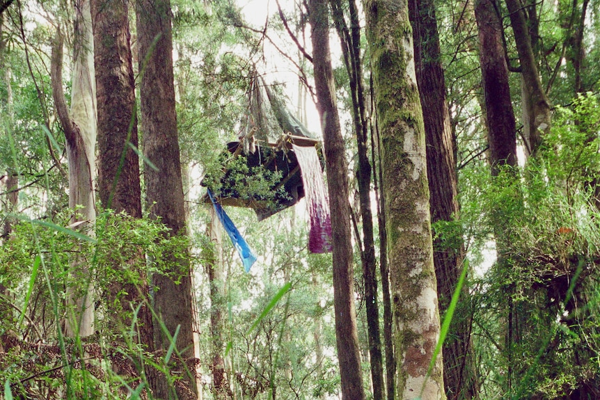 A platform for protesters is suspended between trees high off the ground in the forest.