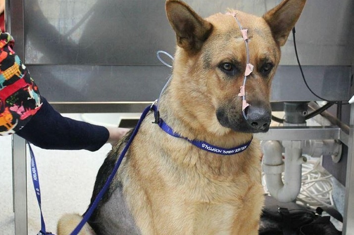 Injured police dog Ink