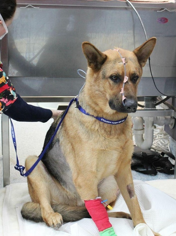 Injured police dog Ink