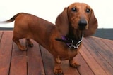 A sausage-dog stands on a wooden deck