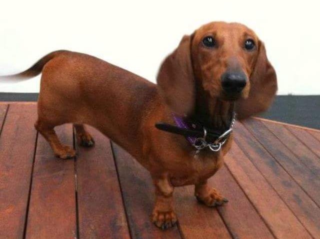A sausage-dog stands on a wooden deck