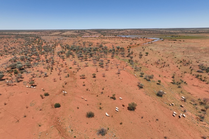 An overhead view of cattle roaming across the red dirt in remote Australia
