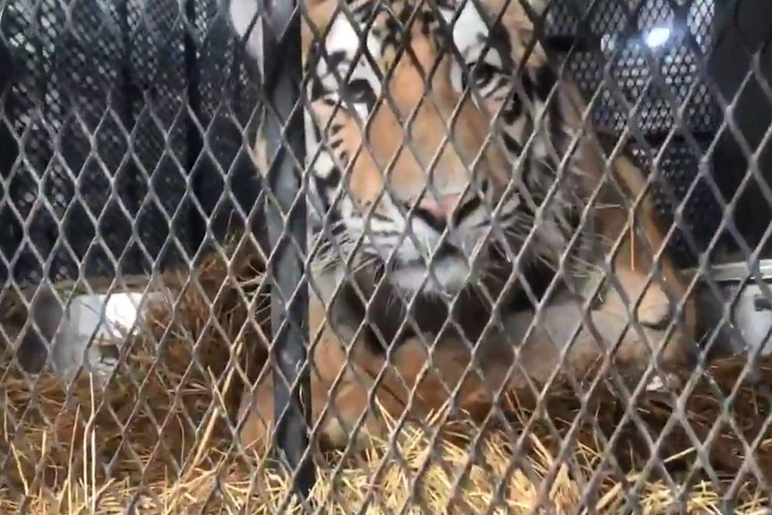 An image of a tiger, sitting in a cage with hay on the bottom.