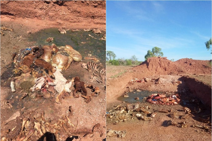 A split image showing offal in a pit dug into the red earth of the Northern Territory.