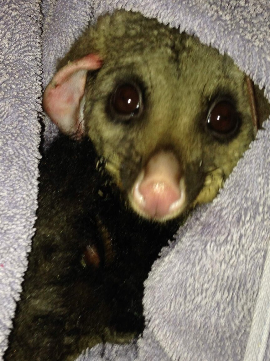 Possum burnt by bushfire rescued by WIRES