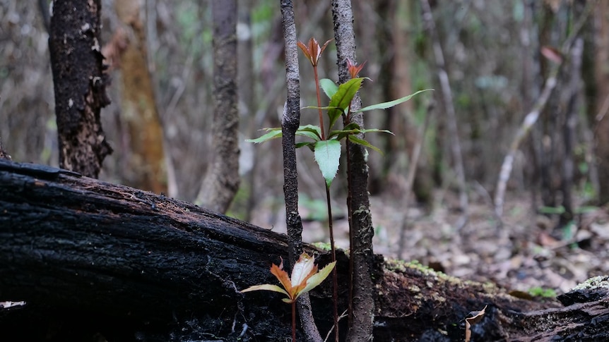 A new shoot rising from the blacked remains of a nightcap oak.