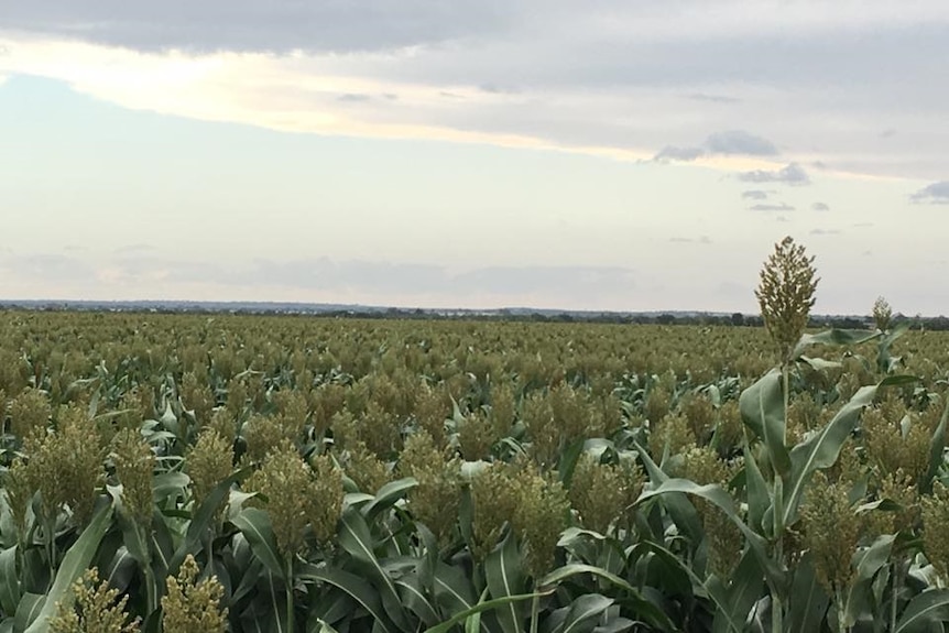 A sorghum crop