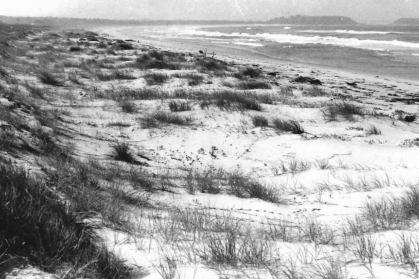 A black and white photo of a long beach covered in grassy tufts.