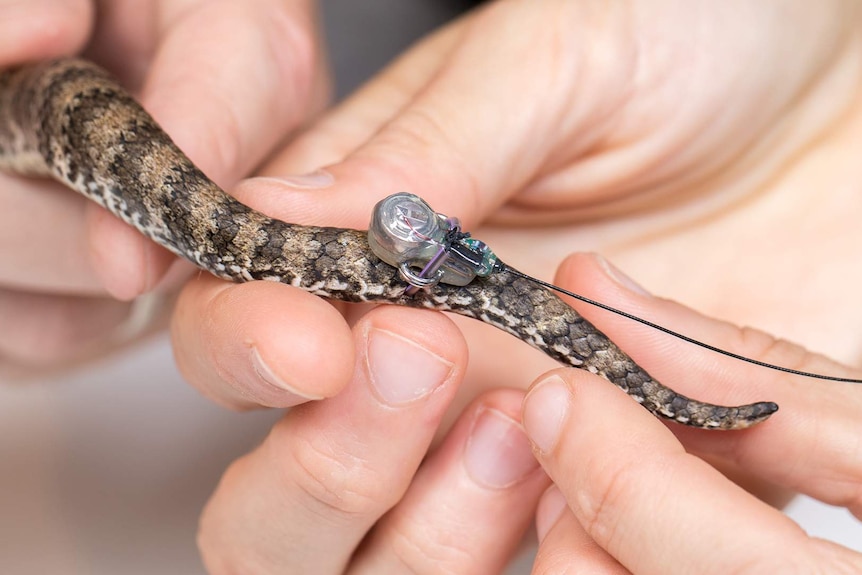 Close up image of a radio transmitter attached to the tail of a snake