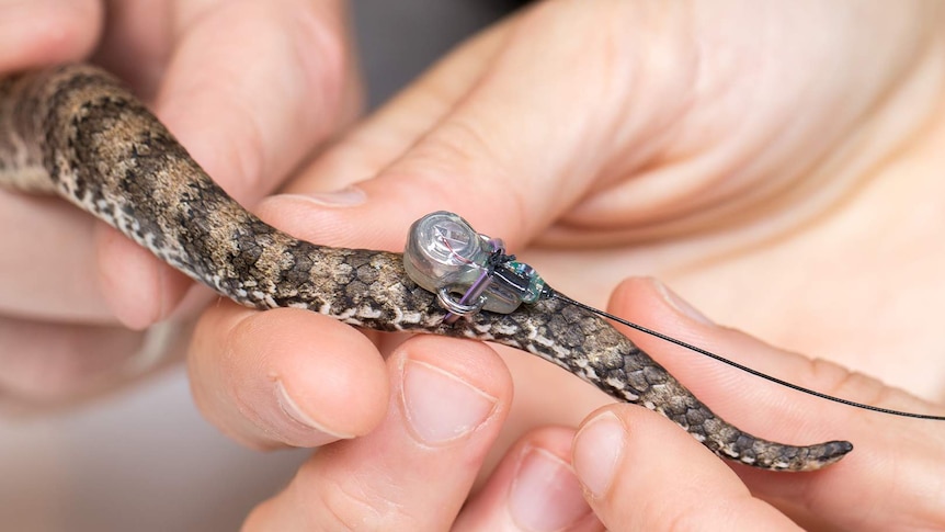 Close up image of a radio transmitter attached to the tail of a snake