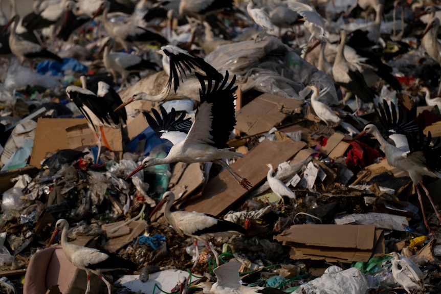Черно-белая птица летит низко над другими птицами, сидящими на куче мусора.