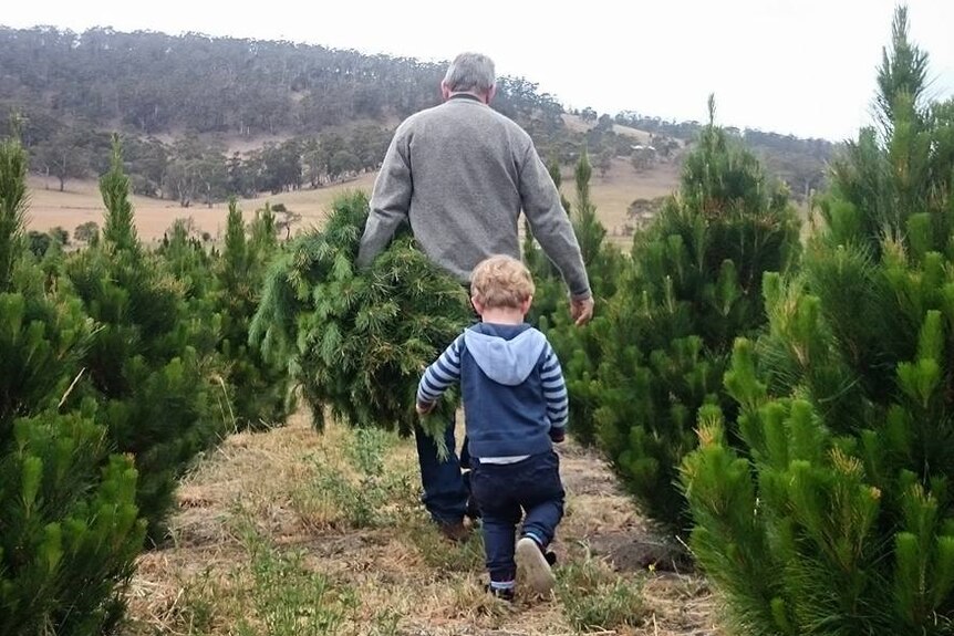A child walks behind a man who is carrying a pine tree under his arm.