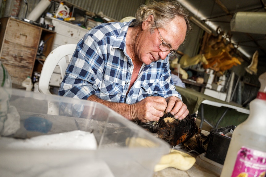 A man in a blue flannel shirt sits at a table handling a dead pheasant on a workbench.