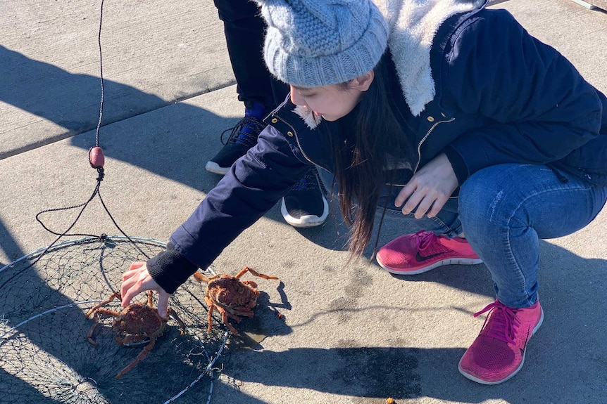 A woman picks a giant spider crab out of a net.