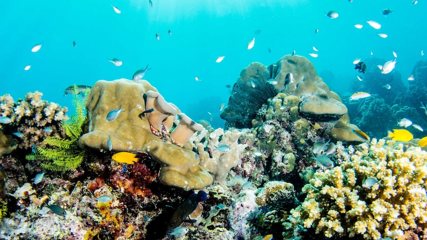 Healthy, colourful corals and fish.