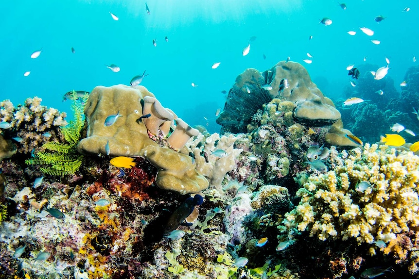 Healthy corals on the Great Barrier Reef
