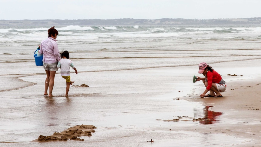 A family harvesting pipis at Venus Bay.