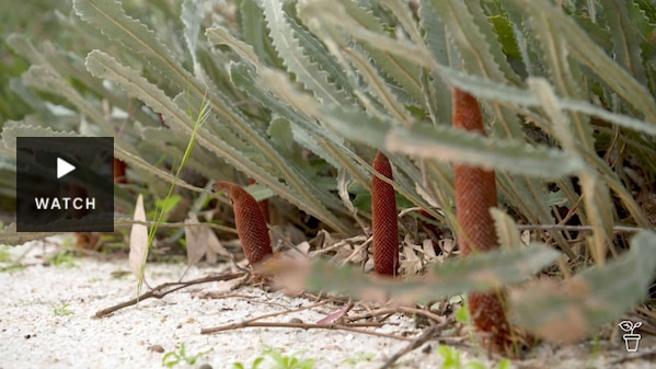 Prostrate banksia growing on sand. Has Video.
