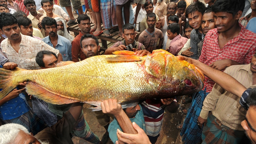 Locals glimpse rare golden snapper in Bangladesh