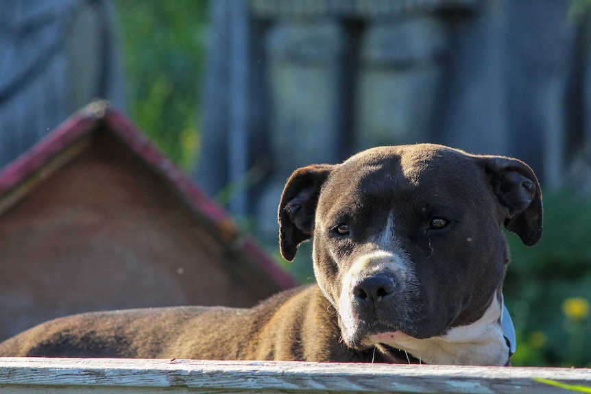 A staffy dog