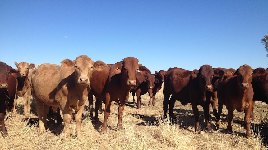 Young cattle standing in the paddock.