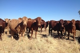 Young cattle standing in the paddock.