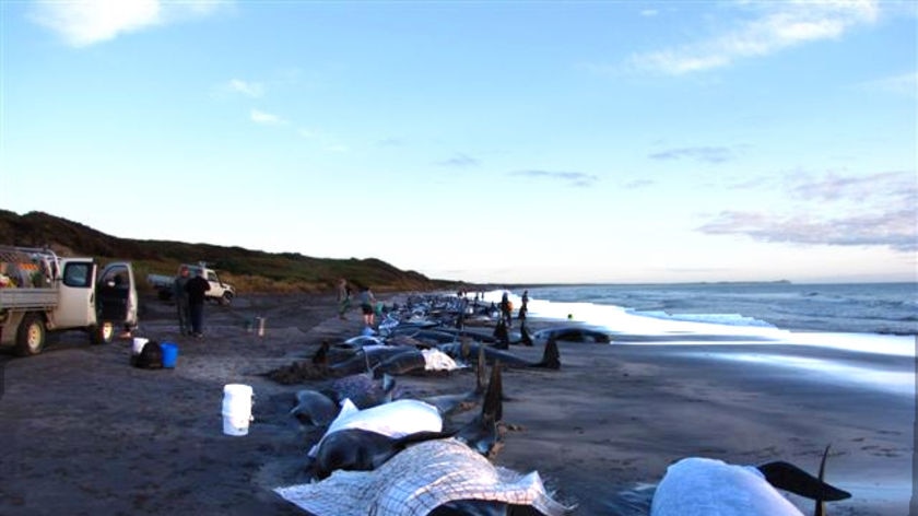 Beached pilot whales lie on Naracoopa Beach on King Island, with towels covering them on March 2, 20