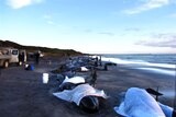 Beached pilot whales lie on Naracoopa Beach on King Island, with towels covering them on March 2, 20