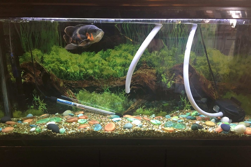 A fish tank in a Chinese restaurant.