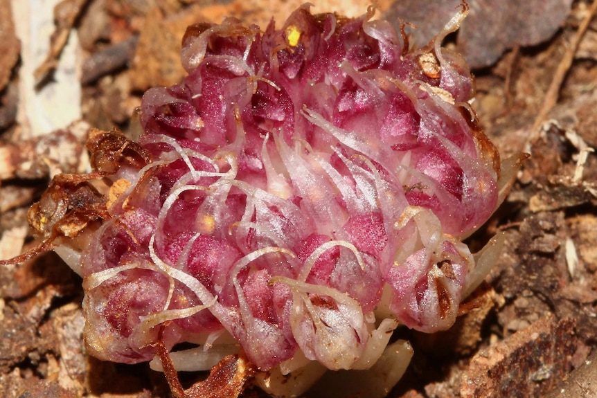 Latin name of flora in bloom in NSW.