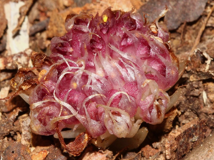 Latin name of flora in bloom in NSW.