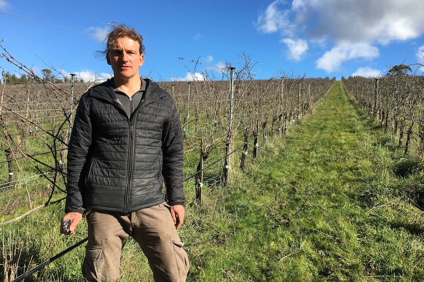 Man looks concerned standing in vineyard