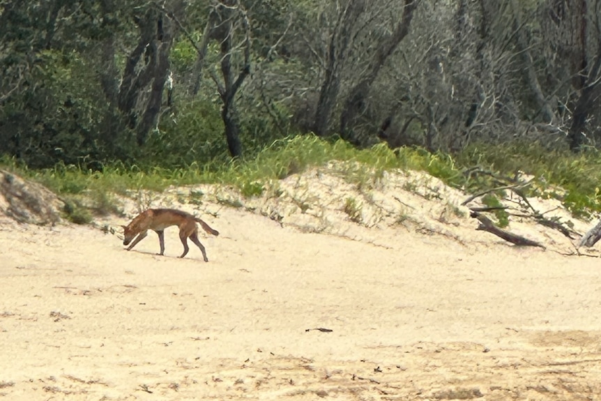 A dog-like animal on the beach with scrub and trees behind