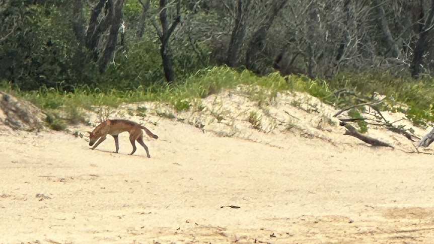 A dog-like animal on the beach with scrub and trees behind