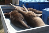 Three kangaroo carcasses lie in the back of a ute.