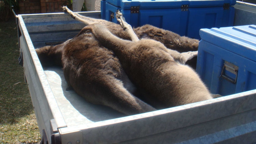 Three kangaroo carcasses lie in the back of a ute.