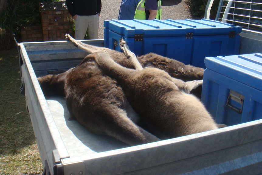 Three kangaroo carcasses lie in the back of a ute.