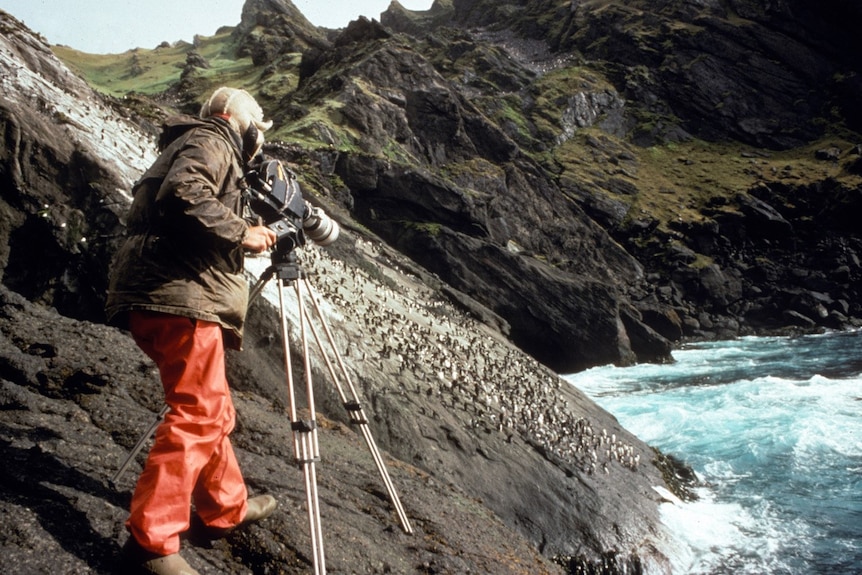 David Parer photographing macaroni penguins on a steep rocky cliff
